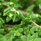 Herb - Thyme